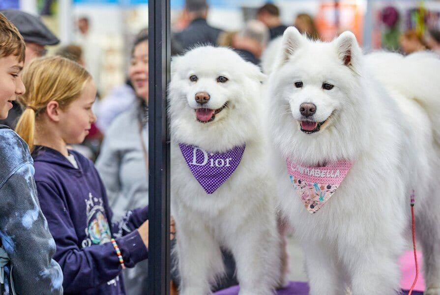 Melbourne Dog Lovers Festival