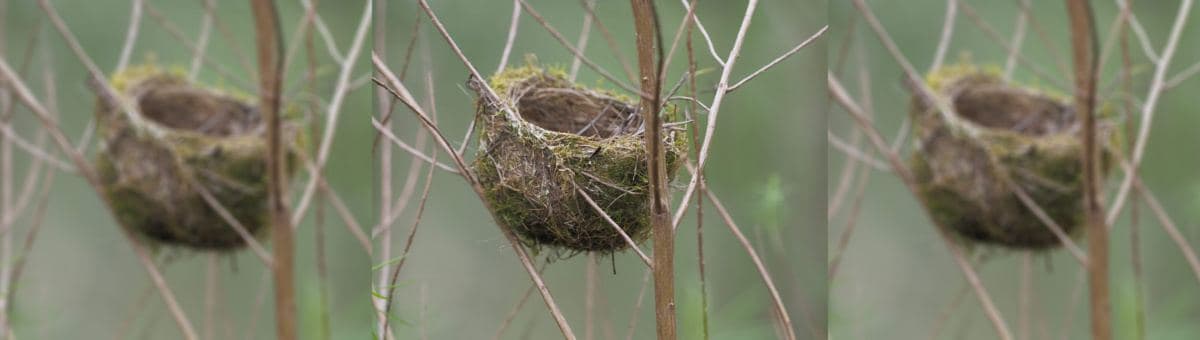Design X Nature: Peckable Architecture