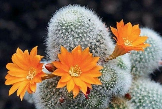 Friends of the Royal Botanic Gardens Spring Plant Sale