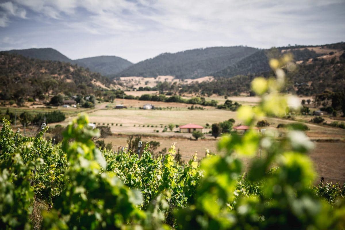 Spring in the Vines 2026